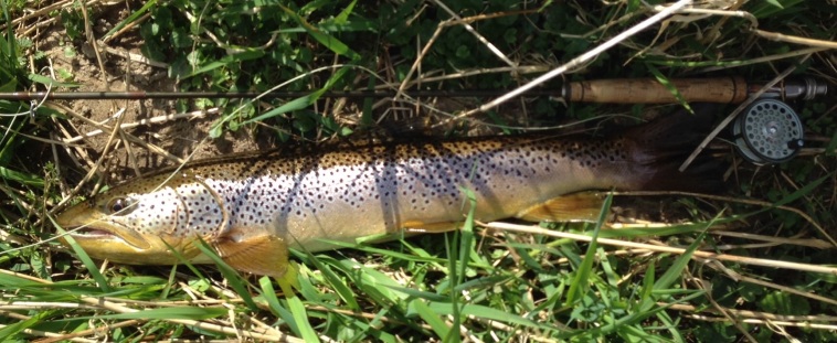 Monster Trout 2
