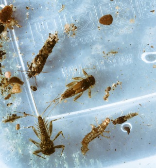 LDO nymph, March brown Nymph, FW shrimp, Caddis larve